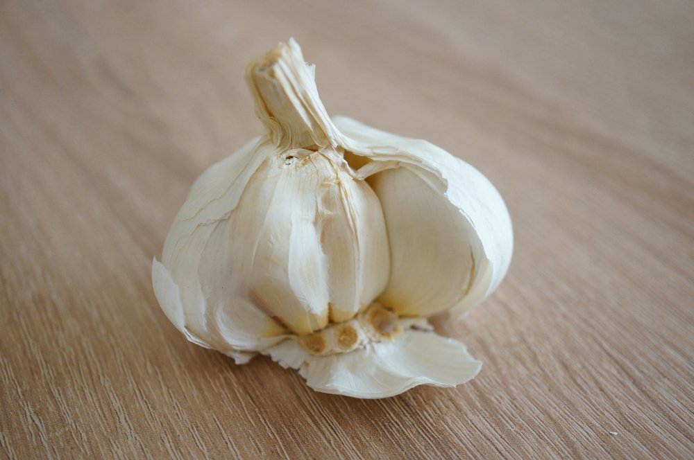 Garlic